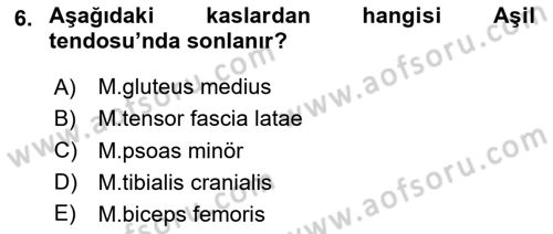 Temel Veteriner Anatomi Dersi 2020 - 2021 Yılı Yaz Okulu Sınav Soruları 6. Soru
