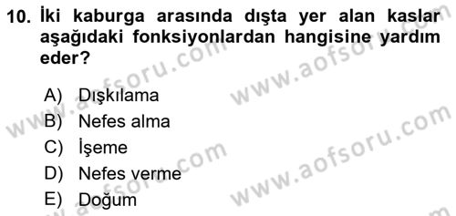 Temel Veteriner Anatomi Dersi 2021 - 2022 Yılı (Vize) Ara Sınavı 10. Soru