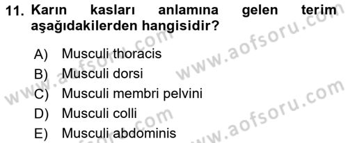 Temel Veteriner Anatomi Dersi 2021 - 2022 Yılı (Vize) Ara Sınav Soruları 11. Soru