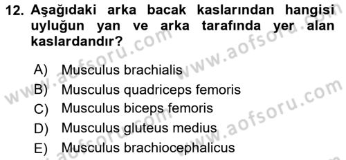 Temel Veteriner Anatomi Dersi 2021 - 2022 Yılı (Vize) Ara Sınavı 12. Soru