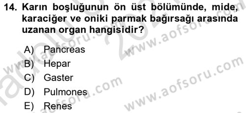 Temel Veteriner Anatomi Dersi 2021 - 2022 Yılı (Vize) Ara Sınav Soruları 14. Soru