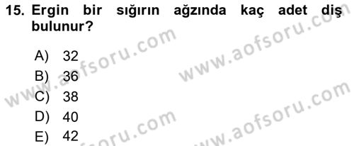 Temel Veteriner Anatomi Dersi Ara Sınavı Deneme Sınav Soruları 15. Soru