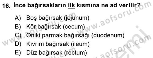 Temel Veteriner Anatomi Dersi 2021 - 2022 Yılı (Vize) Ara Sınavı 16. Soru