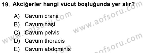 Temel Veteriner Anatomi Dersi 2021 - 2022 Yılı (Vize) Ara Sınav Soruları 19. Soru