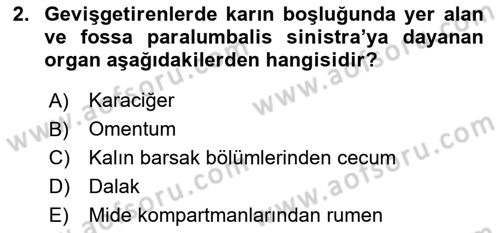 Temel Veteriner Anatomi Dersi 2021 - 2022 Yılı (Vize) Ara Sınav Soruları 2. Soru