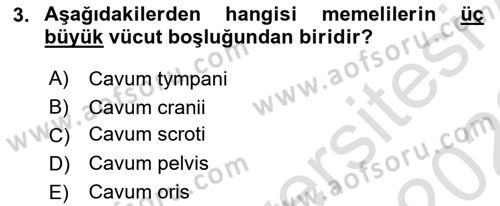 Temel Veteriner Anatomi Dersi 2021 - 2022 Yılı (Vize) Ara Sınavı 3. Soru