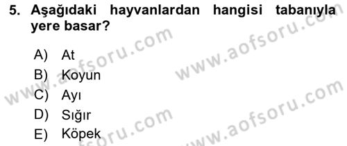 Temel Veteriner Anatomi Dersi 2021 - 2022 Yılı (Vize) Ara Sınav Soruları 5. Soru