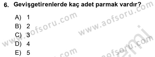 Temel Veteriner Anatomi Dersi 2021 - 2022 Yılı (Vize) Ara Sınav Soruları 6. Soru