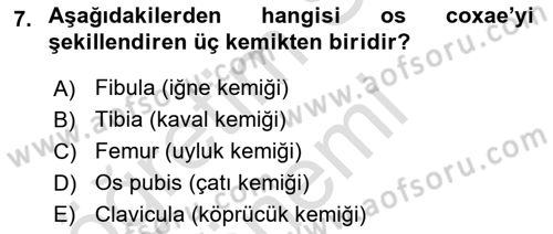 Temel Veteriner Anatomi Dersi 2021 - 2022 Yılı (Vize) Ara Sınavı 7. Soru