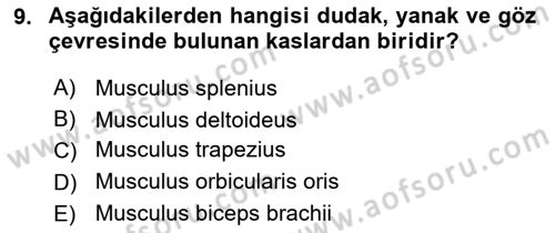 Temel Veteriner Anatomi Dersi Ara Sınavı Deneme Sınav Soruları 9. Soru