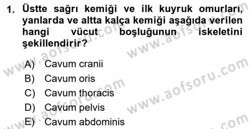 Temel Veteriner Anatomi Dersi 2021 - 2022 Yılı (Final) Dönem Sonu Sınav Soruları 1. Soru