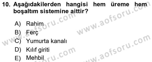 Temel Veteriner Anatomi Dersi 2021 - 2022 Yılı (Final) Dönem Sonu Sınav Soruları 10. Soru