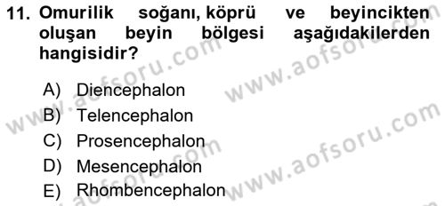 Temel Veteriner Anatomi Dersi 2021 - 2022 Yılı (Final) Dönem Sonu Sınav Soruları 11. Soru