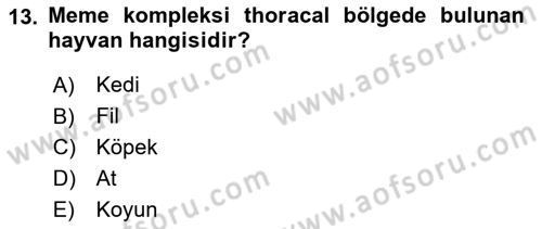 Temel Veteriner Anatomi Dersi 2021 - 2022 Yılı (Final) Dönem Sonu Sınav Soruları 13. Soru