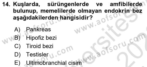 Temel Veteriner Anatomi Dersi 2021 - 2022 Yılı (Final) Dönem Sonu Sınavı 14. Soru