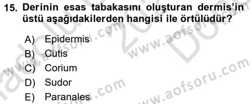 Temel Veteriner Anatomi Dersi 2021 - 2022 Yılı (Final) Dönem Sonu Sınav Soruları 15. Soru