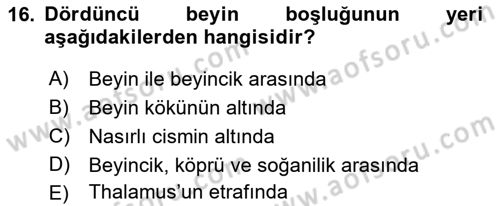 Temel Veteriner Anatomi Dersi 2021 - 2022 Yılı (Final) Dönem Sonu Sınav Soruları 16. Soru