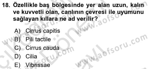 Temel Veteriner Anatomi Dersi 2021 - 2022 Yılı (Final) Dönem Sonu Sınav Soruları 18. Soru