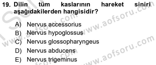Temel Veteriner Anatomi Dersi 2021 - 2022 Yılı (Final) Dönem Sonu Sınav Soruları 19. Soru