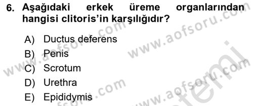 Temel Veteriner Anatomi Dersi 2021 - 2022 Yılı (Final) Dönem Sonu Sınav Soruları 6. Soru