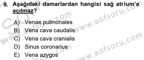 Temel Veteriner Anatomi Dersi 2021 - 2022 Yılı (Final) Dönem Sonu Sınavı 9. Soru