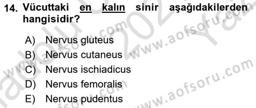 Temel Veteriner Anatomi Dersi 2021 - 2022 Yılı Yaz Okulu Sınavı 14. Soru