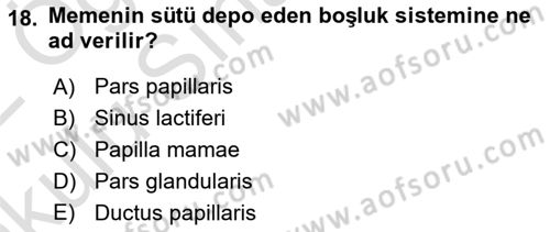 Temel Veteriner Anatomi Dersi 2021 - 2022 Yılı Yaz Okulu Sınavı 18. Soru