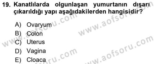 Temel Veteriner Anatomi Dersi 2021 - 2022 Yılı Yaz Okulu Sınavı 19. Soru