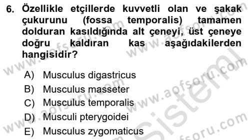 Temel Veteriner Anatomi Dersi 2021 - 2022 Yılı Yaz Okulu Sınavı 6. Soru