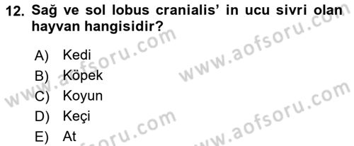 Temel Veteriner Anatomi Dersi 2022 - 2023 Yılı (Vize) Ara Sınavı 12. Soru