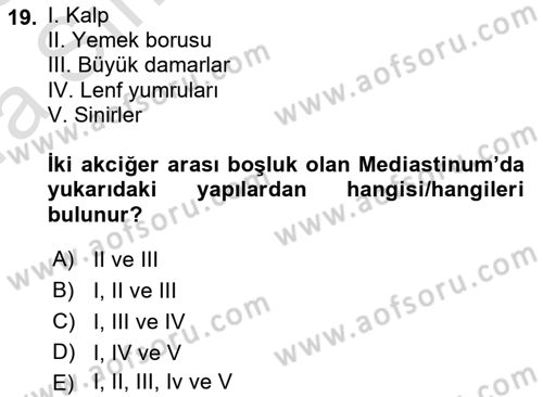 Temel Veteriner Anatomi Dersi 2022 - 2023 Yılı (Vize) Ara Sınav Soruları 19. Soru