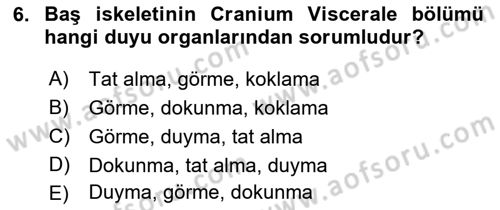 Temel Veteriner Anatomi Dersi 2022 - 2023 Yılı (Vize) Ara Sınav Soruları 6. Soru