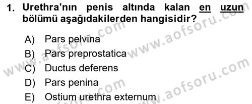 Temel Veteriner Anatomi Dersi 2022 - 2023 Yılı (Final) Dönem Sonu Sınav Soruları 1. Soru