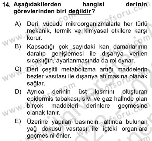 Temel Veteriner Anatomi Dersi 2022 - 2023 Yılı (Final) Dönem Sonu Sınav Soruları 14. Soru