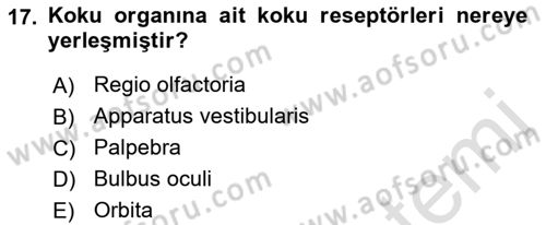 Temel Veteriner Anatomi Dersi 2022 - 2023 Yılı (Final) Dönem Sonu Sınav Soruları 17. Soru