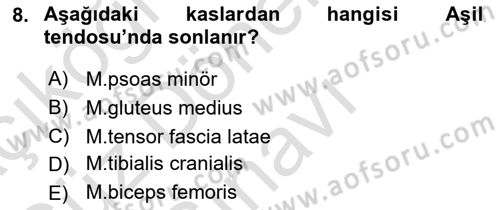 Temel Veteriner Anatomi Dersi 2022 - 2023 Yılı (Final) Dönem Sonu Sınav Soruları 8. Soru