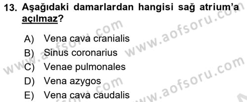 Temel Veteriner Anatomi Dersi 2022 - 2023 Yılı Yaz Okulu Sınav Soruları 13. Soru