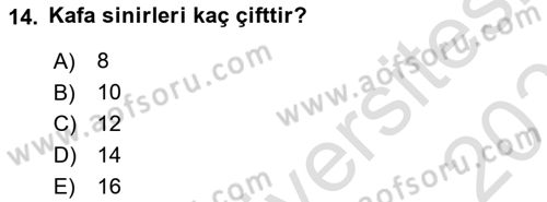 Temel Veteriner Anatomi Dersi 2022 - 2023 Yılı Yaz Okulu Sınav Soruları 14. Soru