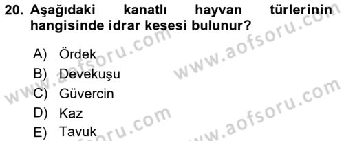 Temel Veteriner Anatomi Dersi 2022 - 2023 Yılı Yaz Okulu Sınav Soruları 20. Soru