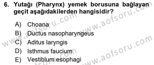 Temel Veteriner Anatomi Dersi 2022 - 2023 Yılı Yaz Okulu Sınavı 6. Soru
