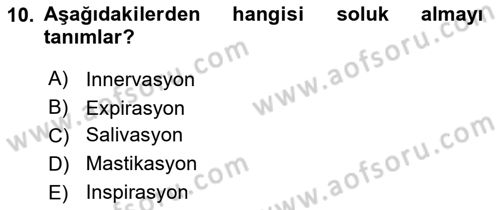 Temel Veteriner Anatomi Dersi 2023 - 2024 Yılı (Vize) Ara Sınav Soruları 10. Soru