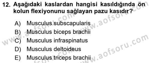 Temel Veteriner Anatomi Dersi Ara Sınavı Deneme Sınav Soruları 12. Soru