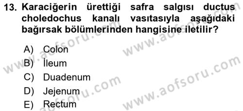 Temel Veteriner Anatomi Dersi 2023 - 2024 Yılı (Vize) Ara Sınav Soruları 13. Soru