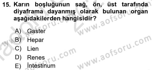 Temel Veteriner Anatomi Dersi Ara Sınavı Deneme Sınav Soruları 15. Soru
