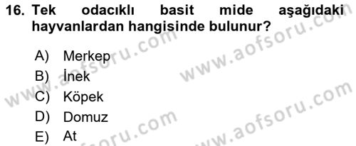 Temel Veteriner Anatomi Dersi 2023 - 2024 Yılı (Vize) Ara Sınav Soruları 16. Soru
