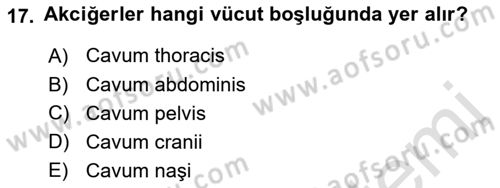 Temel Veteriner Anatomi Dersi Ara Sınavı Deneme Sınav Soruları 17. Soru