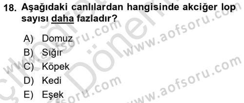 Temel Veteriner Anatomi Dersi Ara Sınavı Deneme Sınav Soruları 18. Soru