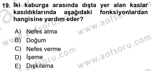Temel Veteriner Anatomi Dersi Ara Sınavı Deneme Sınav Soruları 19. Soru