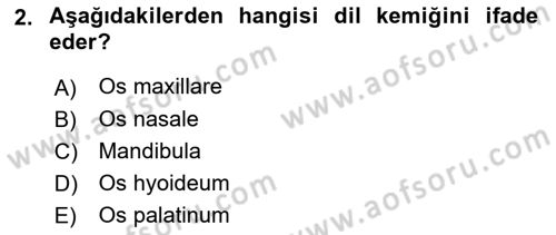 Temel Veteriner Anatomi Dersi 2023 - 2024 Yılı (Vize) Ara Sınav Soruları 2. Soru