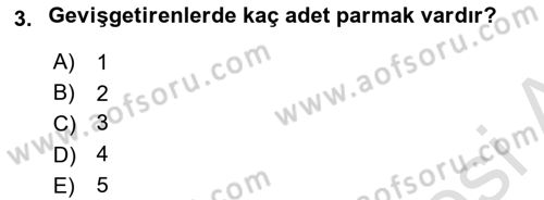 Temel Veteriner Anatomi Dersi 2023 - 2024 Yılı (Vize) Ara Sınav Soruları 3. Soru